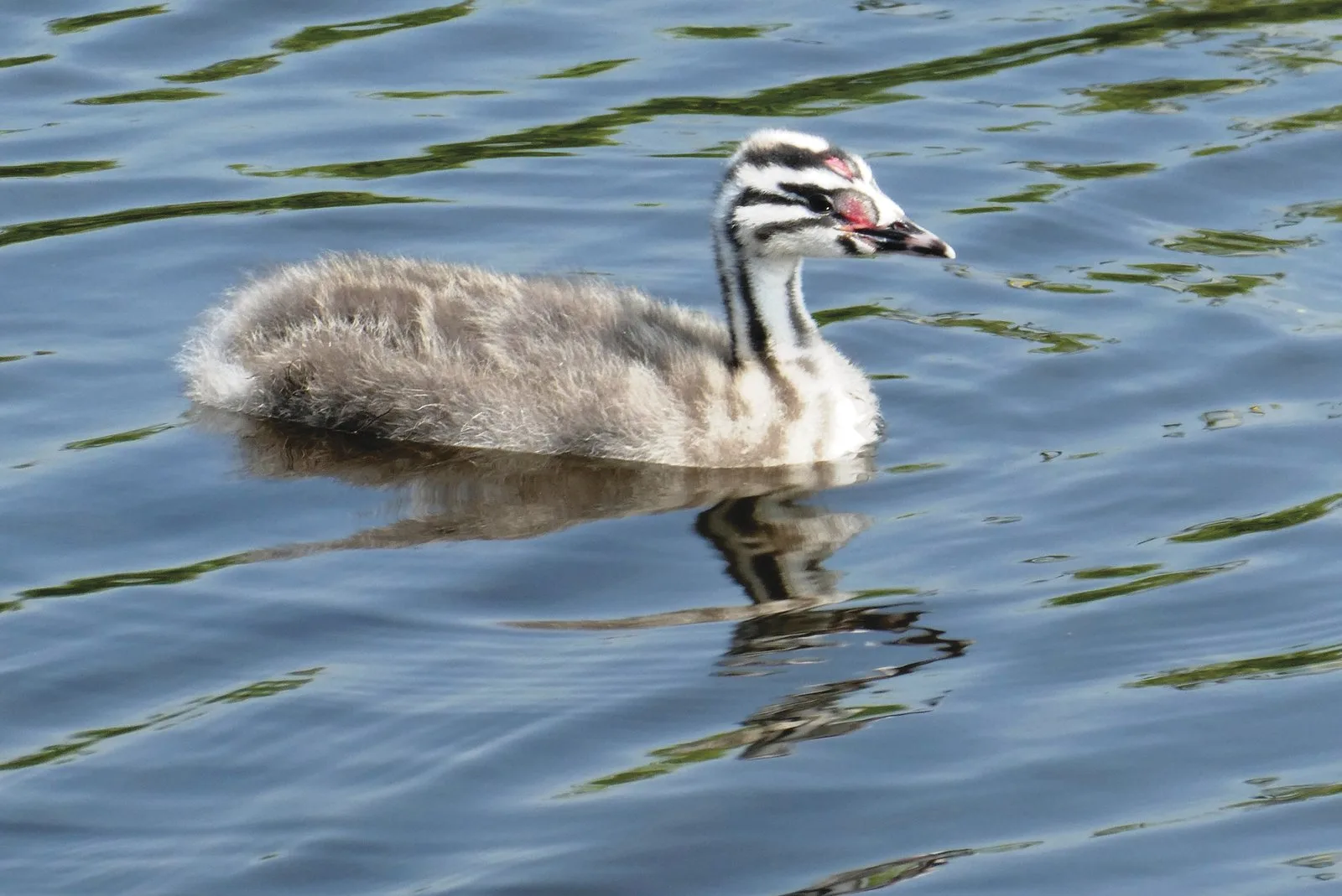 A young Great Crested Grebe with a black and white striped head swimming