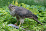 Crane Spotter – October 2020 – Sparrowhawks, our spies in the skies