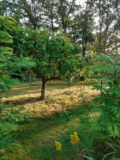 Garden Life – The Garden In October – Gill Ford