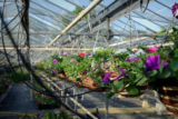 Cranleigh in Bloom