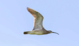 Crane Spotter – August 2019 – ‘Shooting Stars’