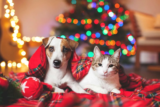 A Festive Finale! – Sara Bridgeman
