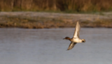 Crane Spotter – July 2020 – Escaping the lockdown