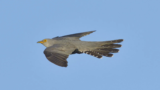 Crane Spotter – May 2020 – The Cuckoo’s comings and goings