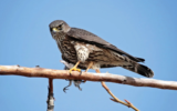 Crane Spotter – January 2021 – Merlin produces a magic show