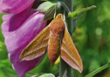 Wild Wonders – Nature’s disposal system and The Humongous Fungus