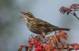 Crane Spotter – October 2019 – Autumn’s rusty tones arrive