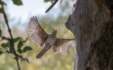 Crane Spotter – November 2020 – A rare autumn windfall