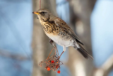 Crane Spotter – November 2019 – Watch out for the Nordic Invaders