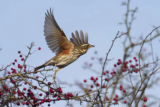 Crane Spotter – December 2021 – Lapland delivers an early Christmas