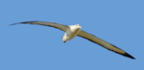 Crane Spotter – May 2019 – Birds of the Cranleigh Underground
