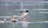 Crane Spotter – Pondering Goosander wanderings – April 2022