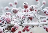 December 2019 – Peace in your Garden . . .