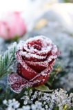 December 2018 – Gardening in time for Christmas