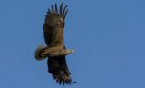 Crane Spotter – June 2020 – So, how on earth did we miss this?