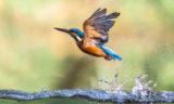 Crane Spotter – February 2022 – Scary Road Ahead For Our Birds