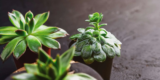 Houseplants For Health – Penny Lynch