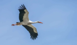 Crane Spotter – July 2021 – Many happy returns
