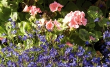 Garden Life