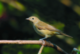Crane Spotter – Garden’s World