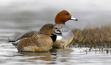 Crane Spotter – January 2022 – Garden birding, my year’s diary