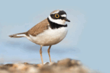 Crane Spotter: Plover lover’s reward (Part 1)