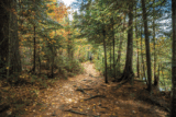Wild Wonders – November 2024