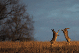 Wild Wonders – March 2023