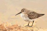 Crane Spotter – December 2022