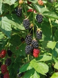 September 2019 – Give your Garden a New Life!