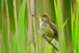 Crane Spotter – Hot Performance from West African Songster