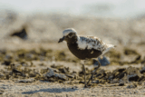 Crane Spotter: Plover lover’s reward (Part 2)