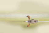 Crane Spotter: Laughing all the way to the bank