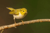 Crane Spotter: June