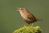Crane Spotter – July 2019 – ‘Shopping’ for High Street Early Birds