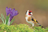 Crane Spotter: Finches pinched!