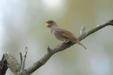 Crane Spotter – April 2019 – Blown Away By Nightingales