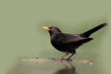 Crane Spotter – Blackbird, will it be the comeback bird?