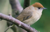 Crane Spotter – May 2017 – Blackcaps