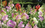 Ellens Green & Rudgwick Gardening Association – Virtual Summer Show
