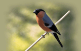 Crane Spotter: An alternative Christmas ‘redbreast’