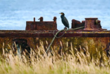 Enter Cranleigh Camera Club Competition 2026