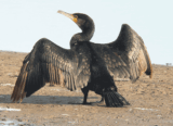 Crane Spotter – High fliers, low divers