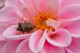 Cranleigh Camera Club – February 2020