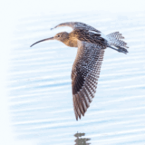 Crane Spotter: A big bill drops in