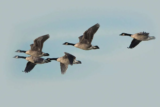 Crane Spotter: 10 Top Birding Moments to See Around Cranleigh