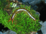 Wild Wonders – May 2025