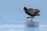 Crane Spotter: Toot toot! The Coot’s a hoot