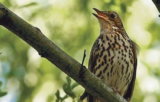Crane Spotter – December – Forget robins, the bird for Christmas is . . .