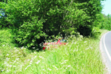 Wild Wonders – July 2025 – Nature’s Cover-Up